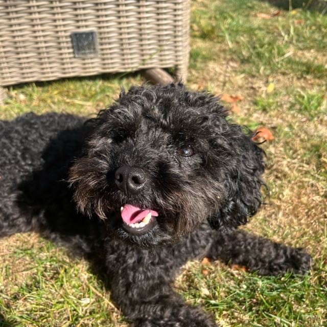 Ben photo of Ben the dog who is a small back Cavapoo and he looks like he is smiling