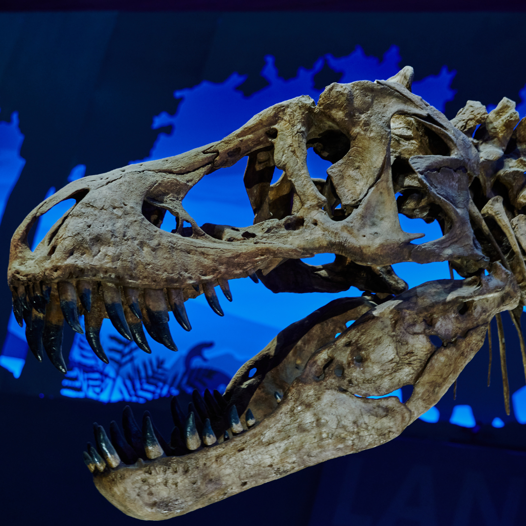 t-rex fossil